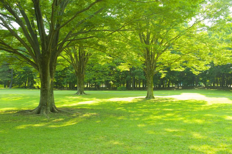 Cost of Leaf Raking — Cost of Leaf Raking