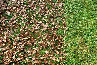 Removing Leaves from a Lawn