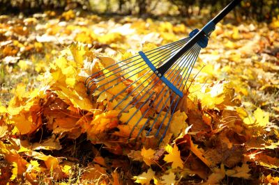 Get Professional Leaf Raking Service!